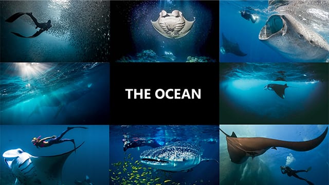 The Ocean